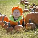 Shuckle's Corn Maze & Pumpkin Patch at Fiddle Dee Farms photo