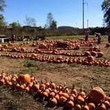 Shuckle's Corn Maze & Pumpkin Patch at Fiddle Dee Farms photo