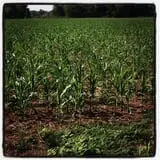 Shuckle's Corn Maze & Pumpkin Patch at Fiddle Dee Farms photo