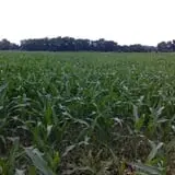 Shuckle's Corn Maze & Pumpkin Patch at Fiddle Dee Farms photo
