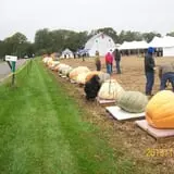 Harnica Kids Pumpkin Farm photo