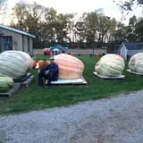 Harnica Kids Pumpkin Farm photo