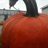 Harnica Kids Pumpkin Farm photo