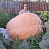 Harnica Kids Pumpkin Farm photo