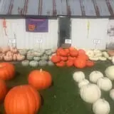 Harnica Kids Pumpkin Farm photo