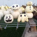 Harnica Kids Pumpkin Farm photo