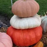 Harnica Kids Pumpkin Farm photo