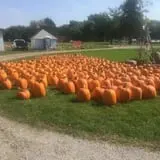 Harnica Kids Pumpkin Farm photo