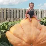 Harnica Kids Pumpkin Farm photo