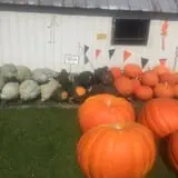Harnica Kids Pumpkin Farm photo
