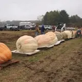 Harnica Kids Pumpkin Farm photo