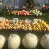 Harnica Kids Pumpkin Farm photo