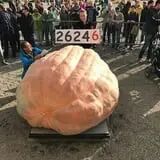 Harnica Kids Pumpkin Farm photo