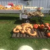 Harnica Kids Pumpkin Farm photo