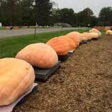 Harnica Kids Pumpkin Farm photo