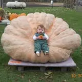 Harnica Kids Pumpkin Farm photo