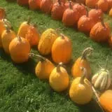 Harnica Kids Pumpkin Farm photo