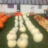 Harnica Kids Pumpkin Farm photo
