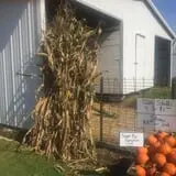 Harnica Kids Pumpkin Farm photo