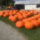 Harnica Kids Pumpkin Farm photo