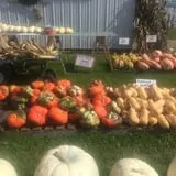 Harnica Kids Pumpkin Farm photo