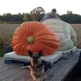 Harnica Kids Pumpkin Farm photo