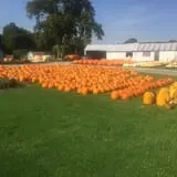 Harnica Kids Pumpkin Farm photo