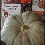 Harnica Kids Pumpkin Farm photo