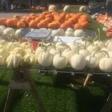 Harnica Kids Pumpkin Farm photo