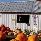 Harnica Kids Pumpkin Farm photo