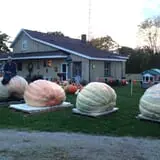 Harnica Kids Pumpkin Farm photo