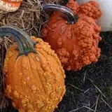Harnica Kids Pumpkin Farm photo