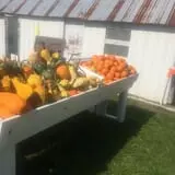 Harnica Kids Pumpkin Farm photo