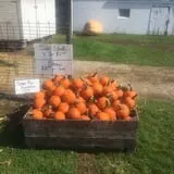 Harnica Kids Pumpkin Farm photo