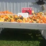 Harnica Kids Pumpkin Farm photo