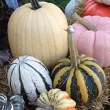 Harnica Kids Pumpkin Farm photo