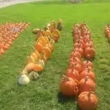 Harnica Kids Pumpkin Farm photo