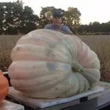 Harnica Kids Pumpkin Farm photo
