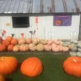 Harnica Kids Pumpkin Farm photo