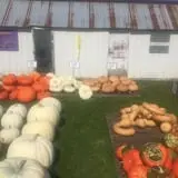 Harnica Kids Pumpkin Farm photo