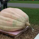 Harnica Kids Pumpkin Farm photo