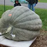 Harnica Kids Pumpkin Farm photo