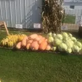 Harnica Kids Pumpkin Farm photo