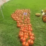 Harnica Kids Pumpkin Farm photo