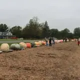 Harnica Kids Pumpkin Farm photo