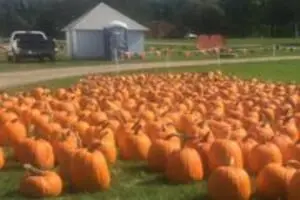 Harnica Kids Pumpkin Farm