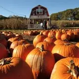 Uncle Shuck's Corn Maze & Pumpkin Patch photo
