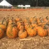 Uncle Shuck's Corn Maze & Pumpkin Patch photo