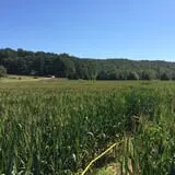 Uncle Shuck's Corn Maze & Pumpkin Patch photo