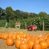 Uncle Shuck's Corn Maze & Pumpkin Patch photo